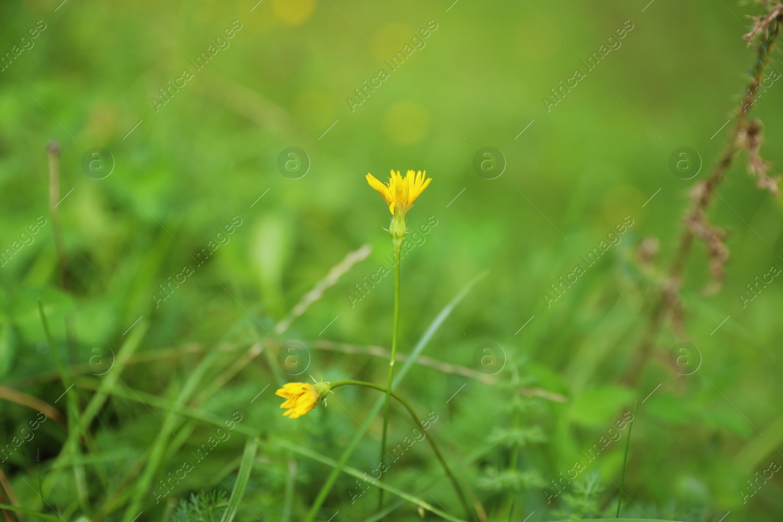 Photo of Green meadow with blooming wild flowers, closeup