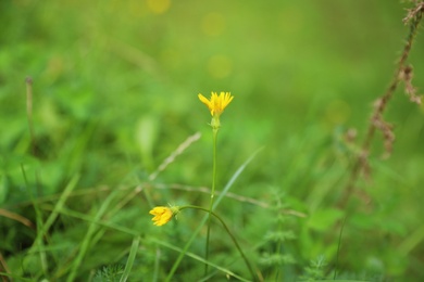 Photo of Green meadow with blooming wild flowers, closeup