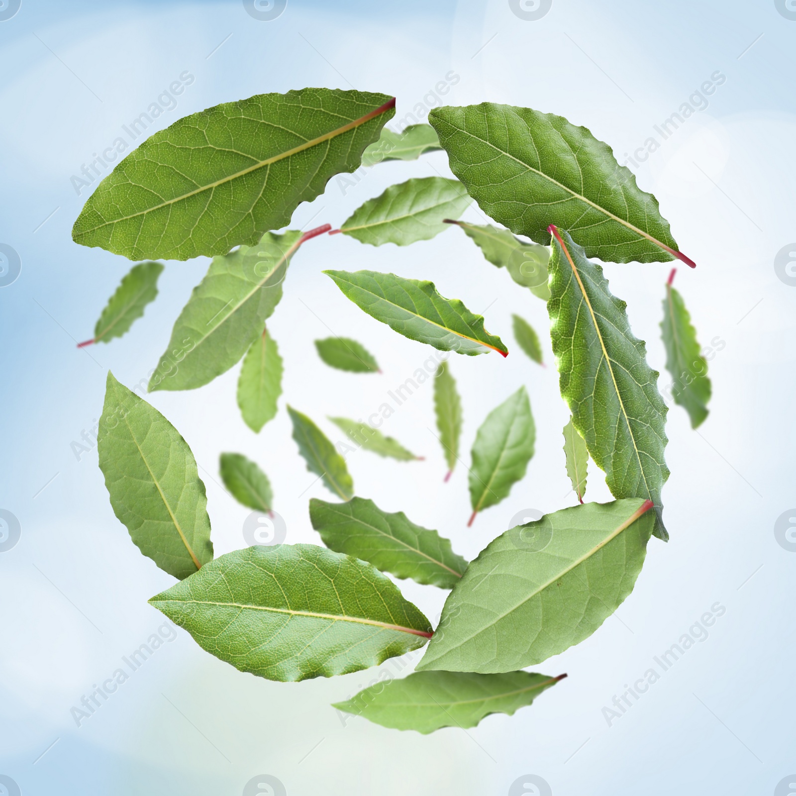 Image of Fresh bay leaves whirling on color background