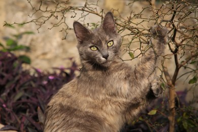 Adorable cat near tree outdoors. Lovely pet