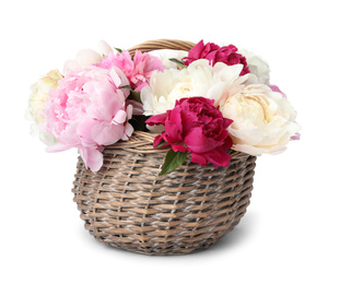 Photo of Beautiful peonies in wicker basket isolated on white