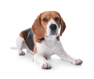 Photo of Beautiful beagle dog on white background. Adorable pet