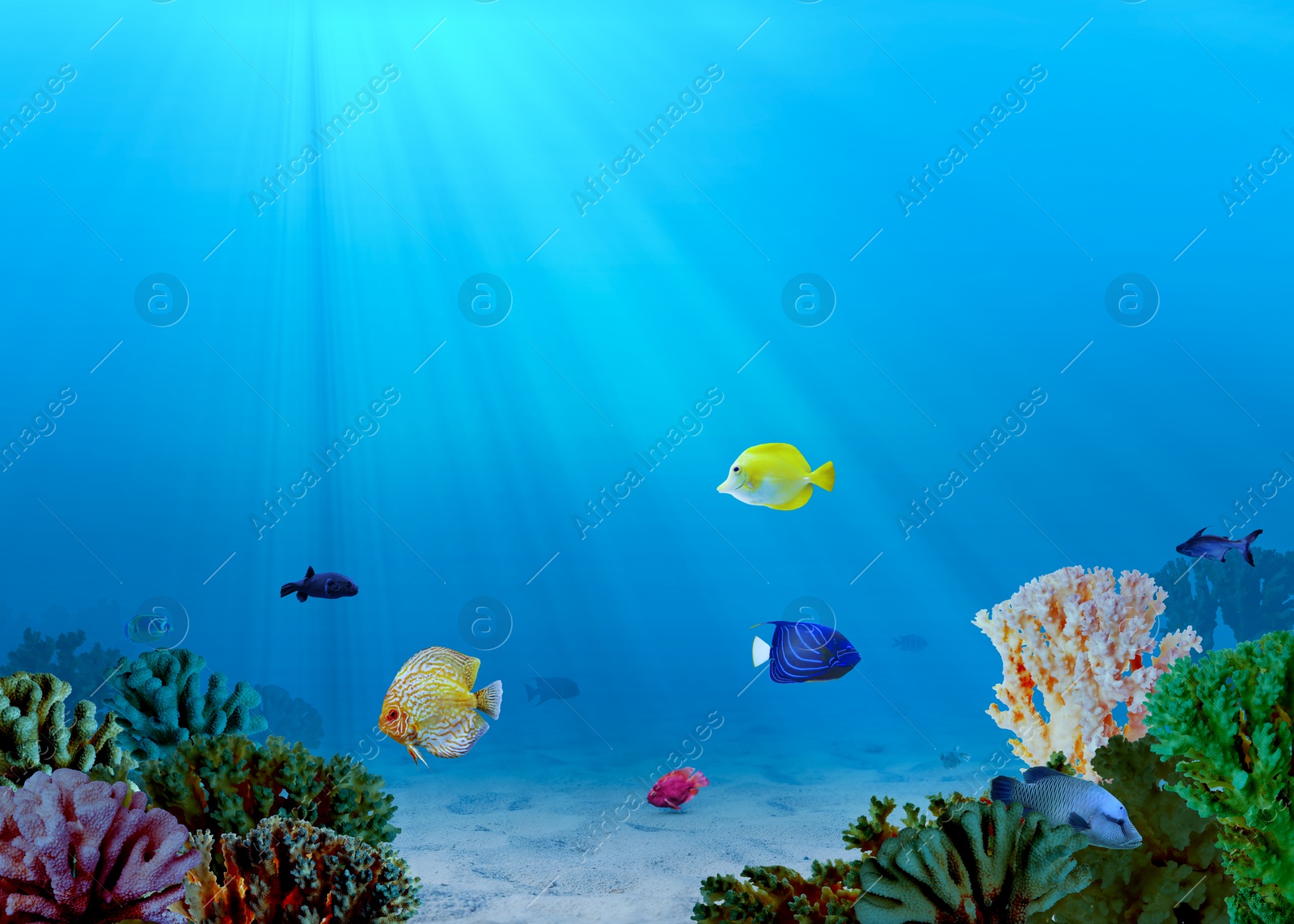 Image of Beautiful corals and different fishes in sea. Underwater world