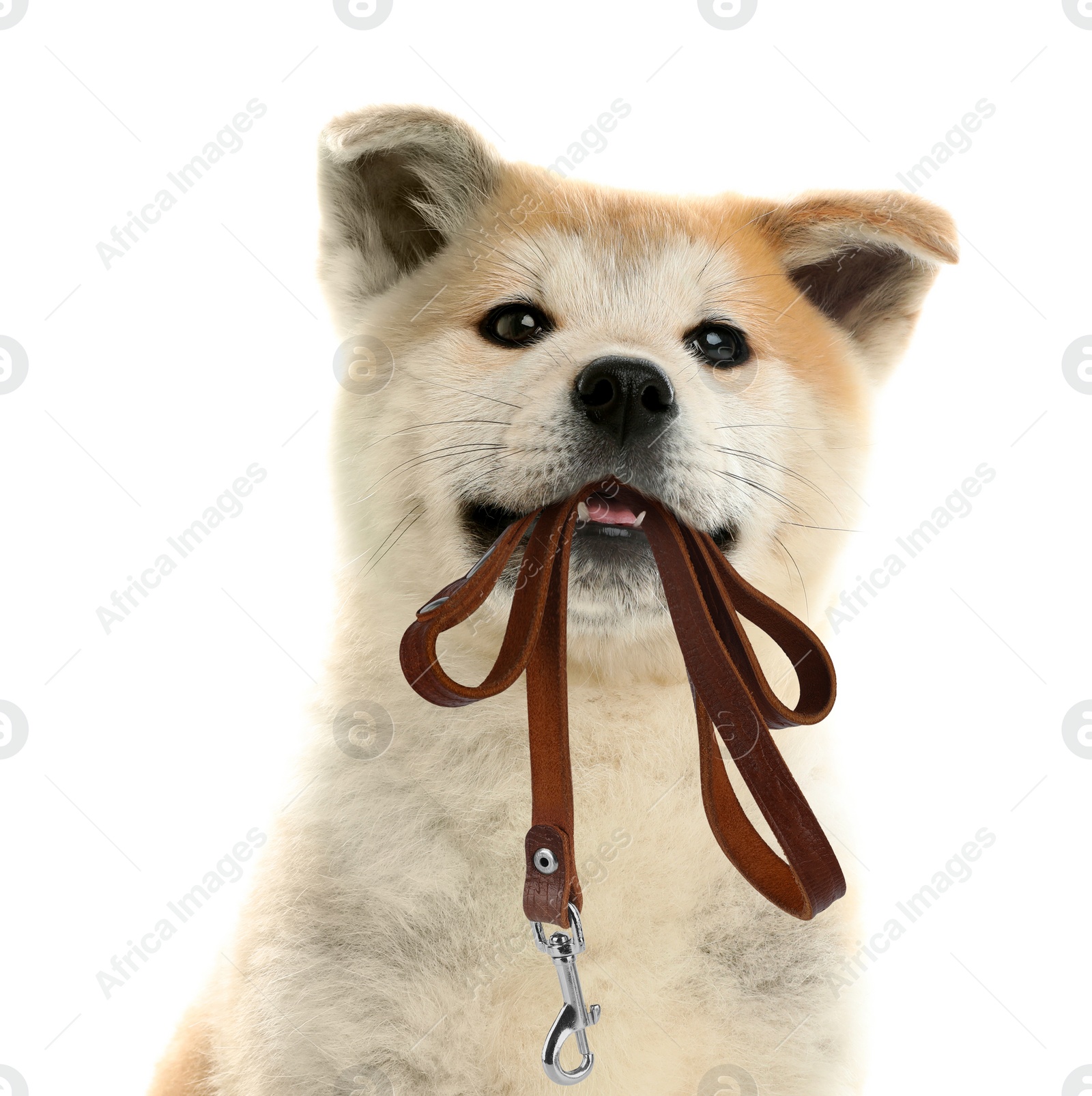 Image of Cute Akita Inu puppy holding leash in mouth on white background