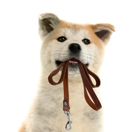 Image of Cute Akita Inu puppy holding leash in mouth on white background