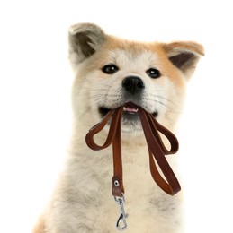 Cute Akita Inu puppy holding leash in mouth on white background