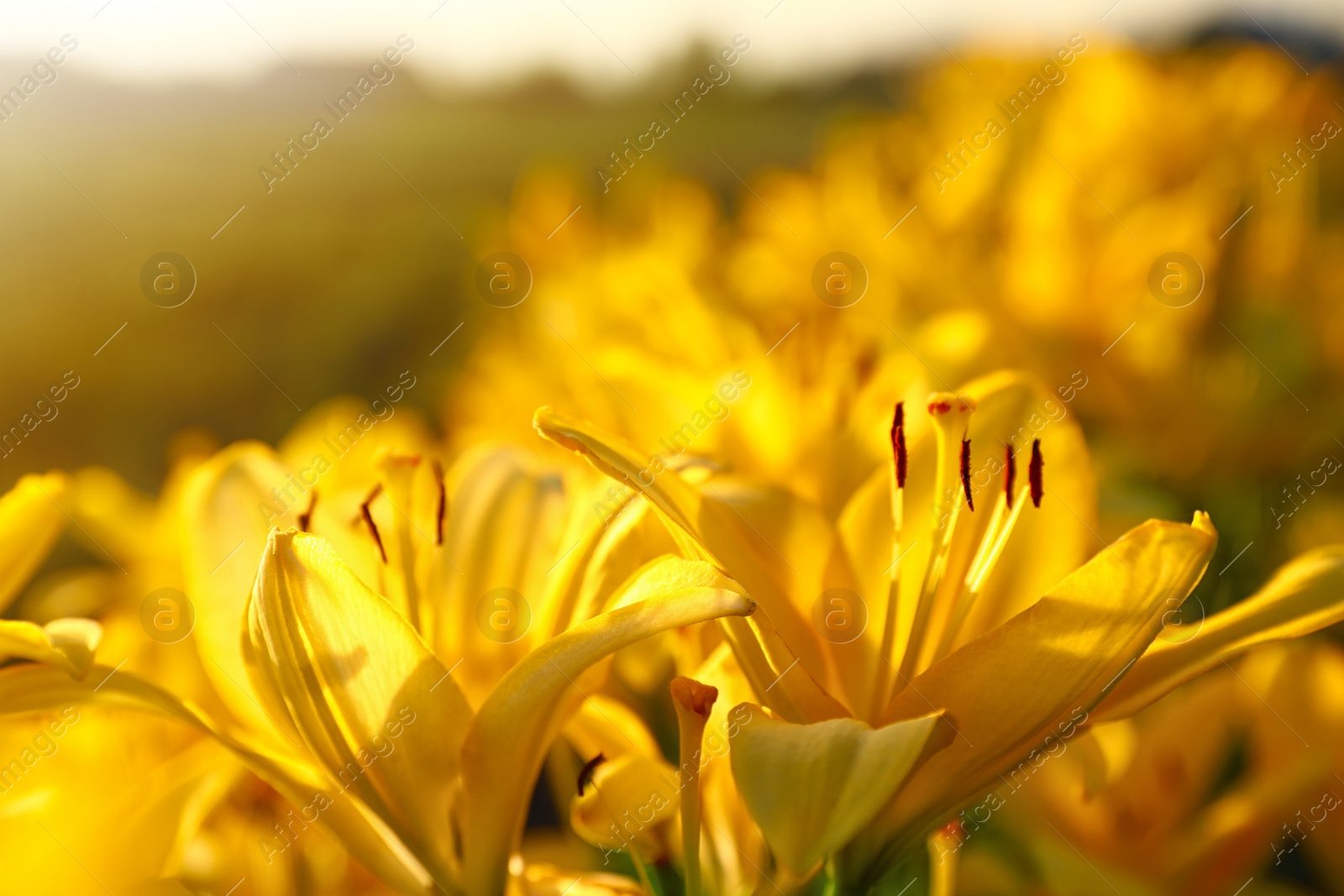 Photo of Beautiful bright yellow lilies growing at flower field, closeup