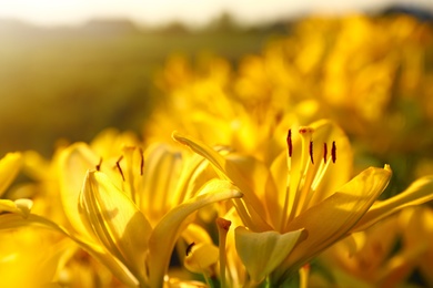 Beautiful bright yellow lilies growing at flower field, closeup