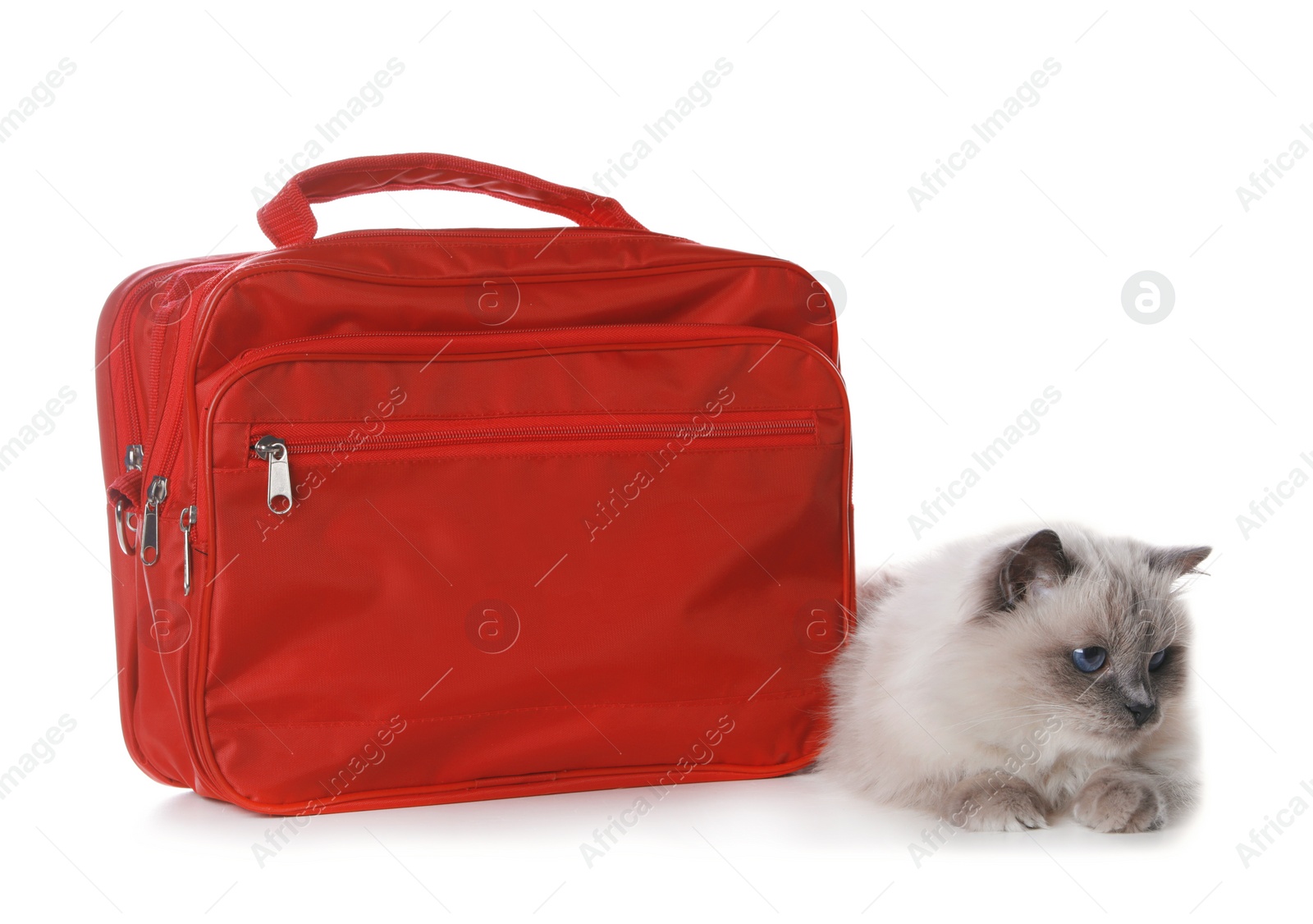 Photo of First aid kit and cute cat on white background. Animal care