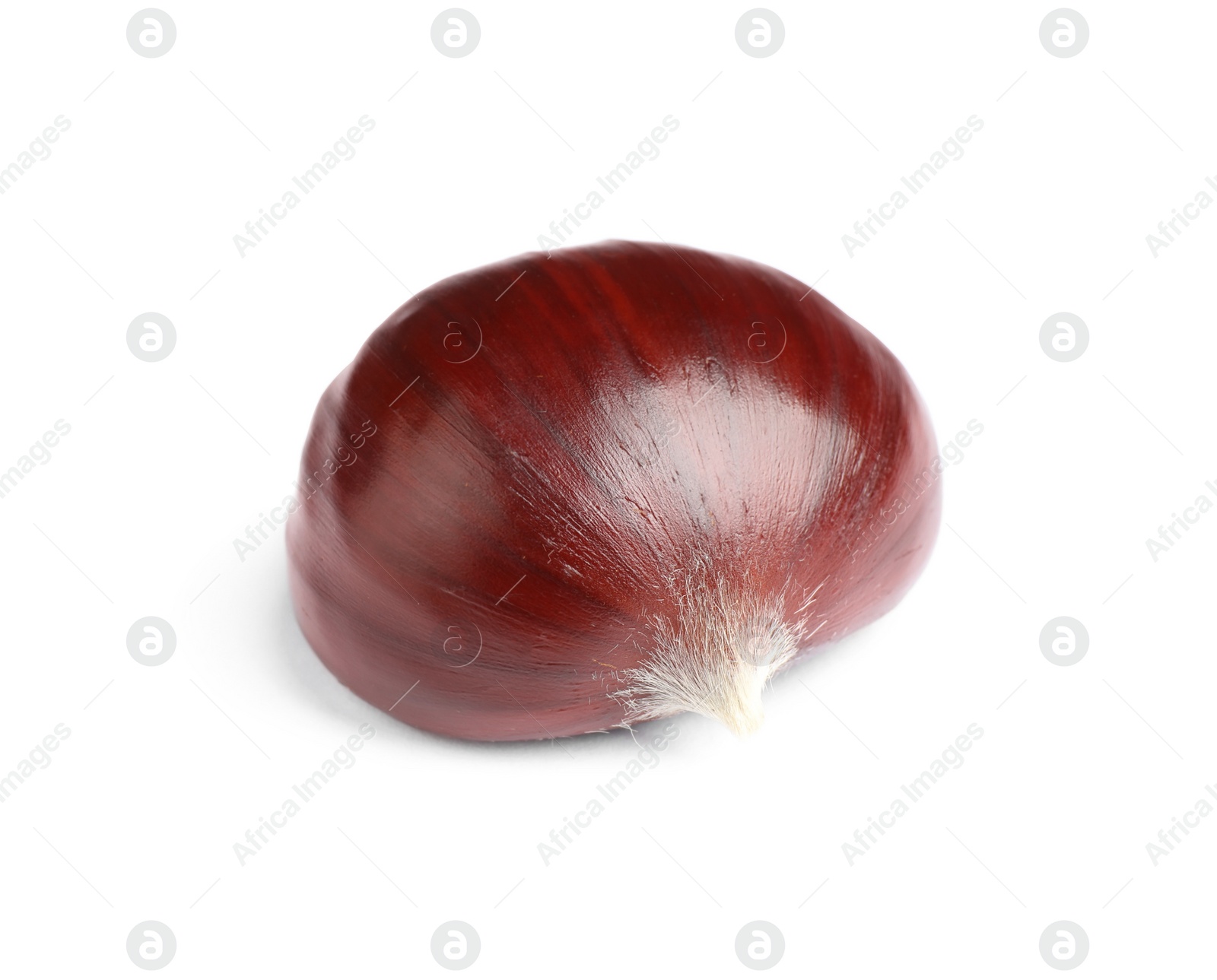 Photo of Fresh sweet edible chestnut isolated on white