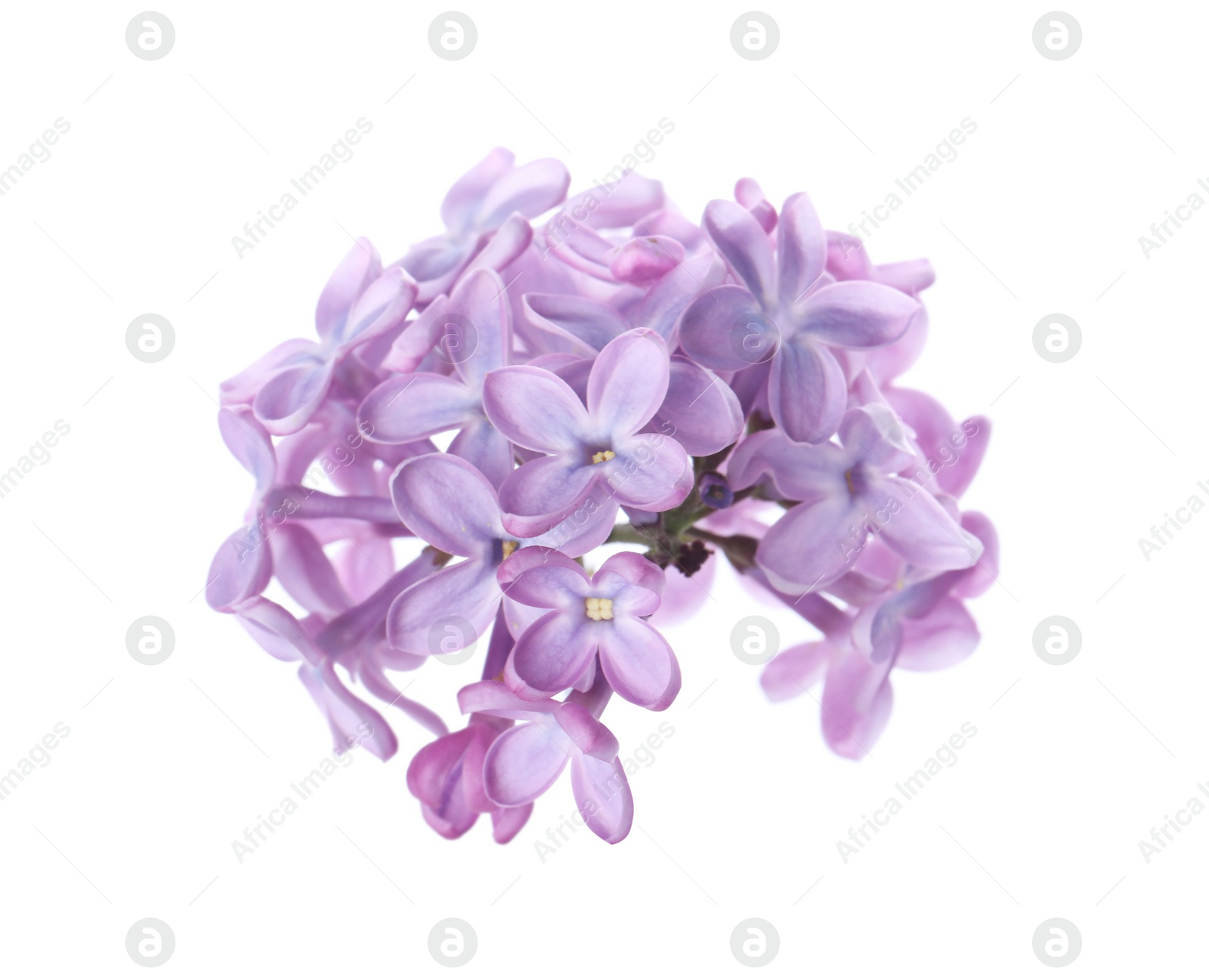 Photo of Beautiful violet lilac blossom isolated on white