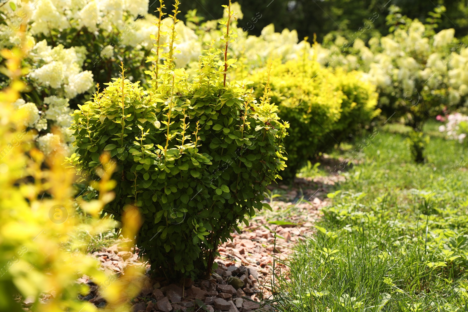 Photo of Barberry shrubs growing outdoors. Gardening and landscaping