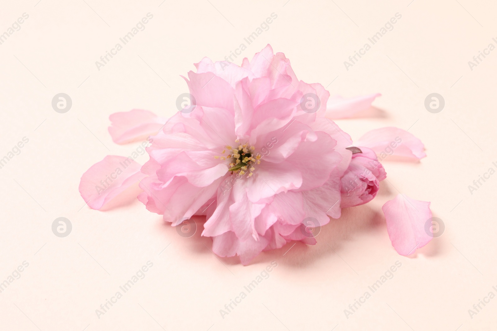 Photo of Beautiful sakura tree blossoms on pale pink background, closeup