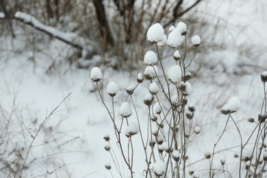 Dry wildflowers outdoors on snowy winter day