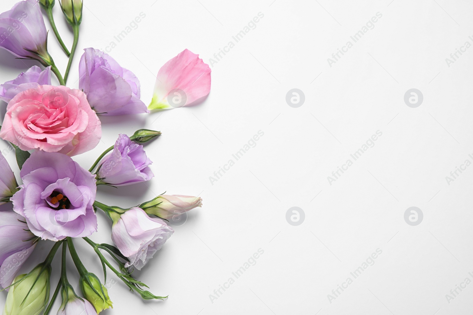 Photo of Beautiful Eustoma flowers on white background, top view. Space for text