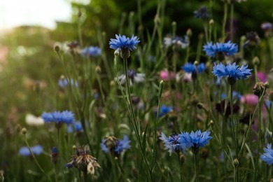 Photo of Beautiful blue cornflowers growing in meadow on summer day