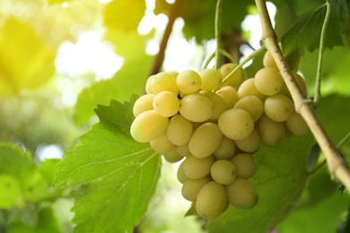 Photo of Ripe juicy grapes on branch growing in vineyard, closeup. Space for text