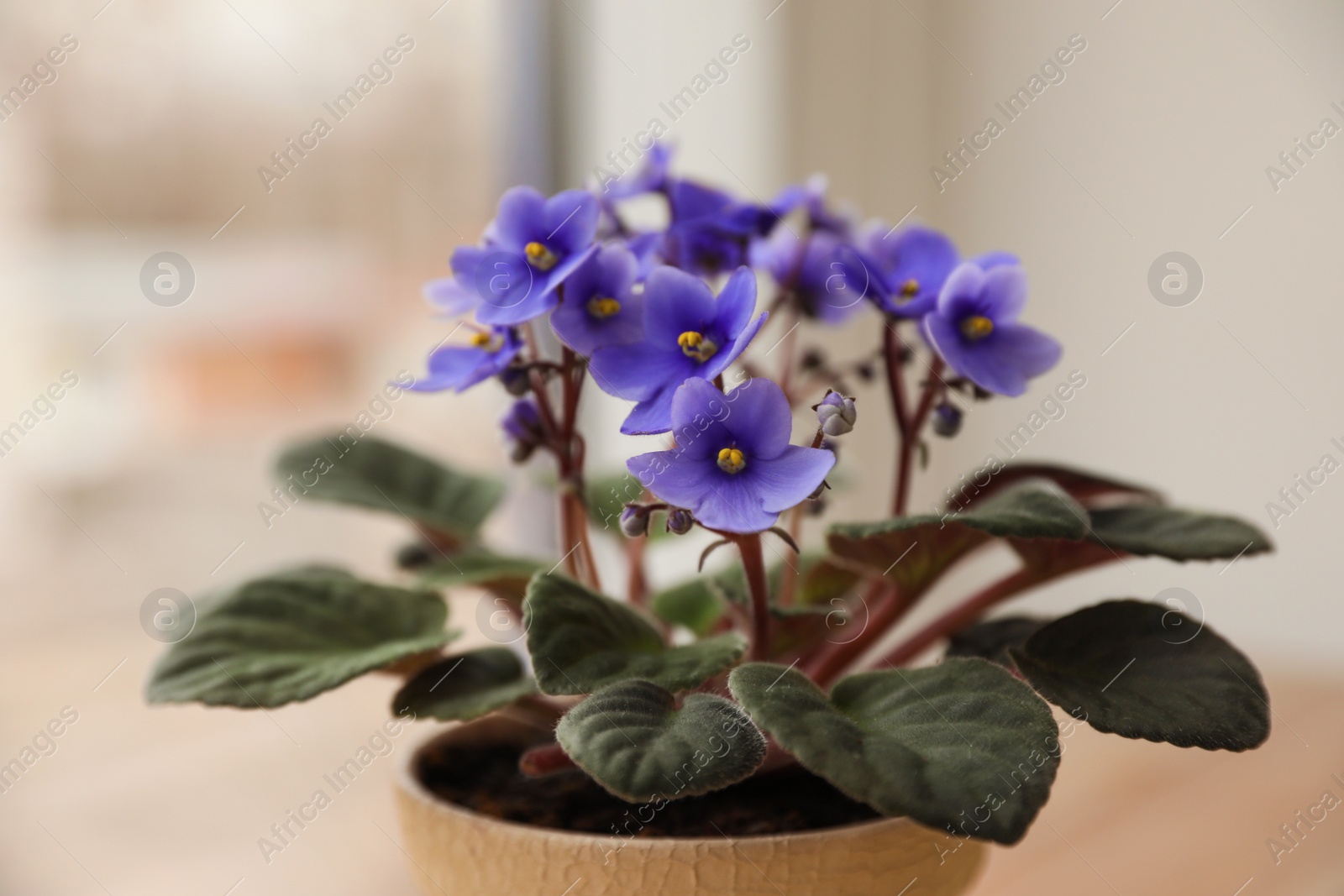 Photo of Beautiful house plant near window, closeup view