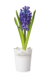 Beautiful spring hyacinth flower isolated on white