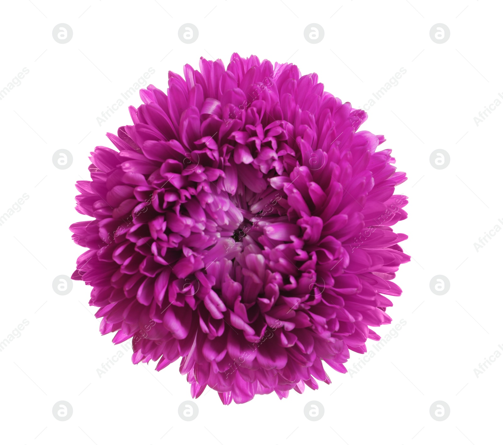 Photo of Beautiful bright aster flower on white background, top view