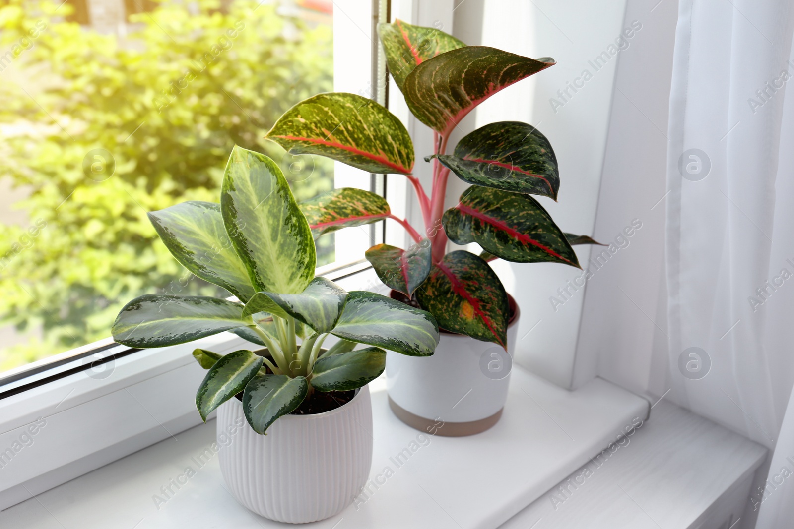 Photo of Exotic houseplants with beautiful leaves on window sill at home