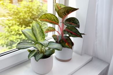 Exotic houseplants with beautiful leaves on window sill at home