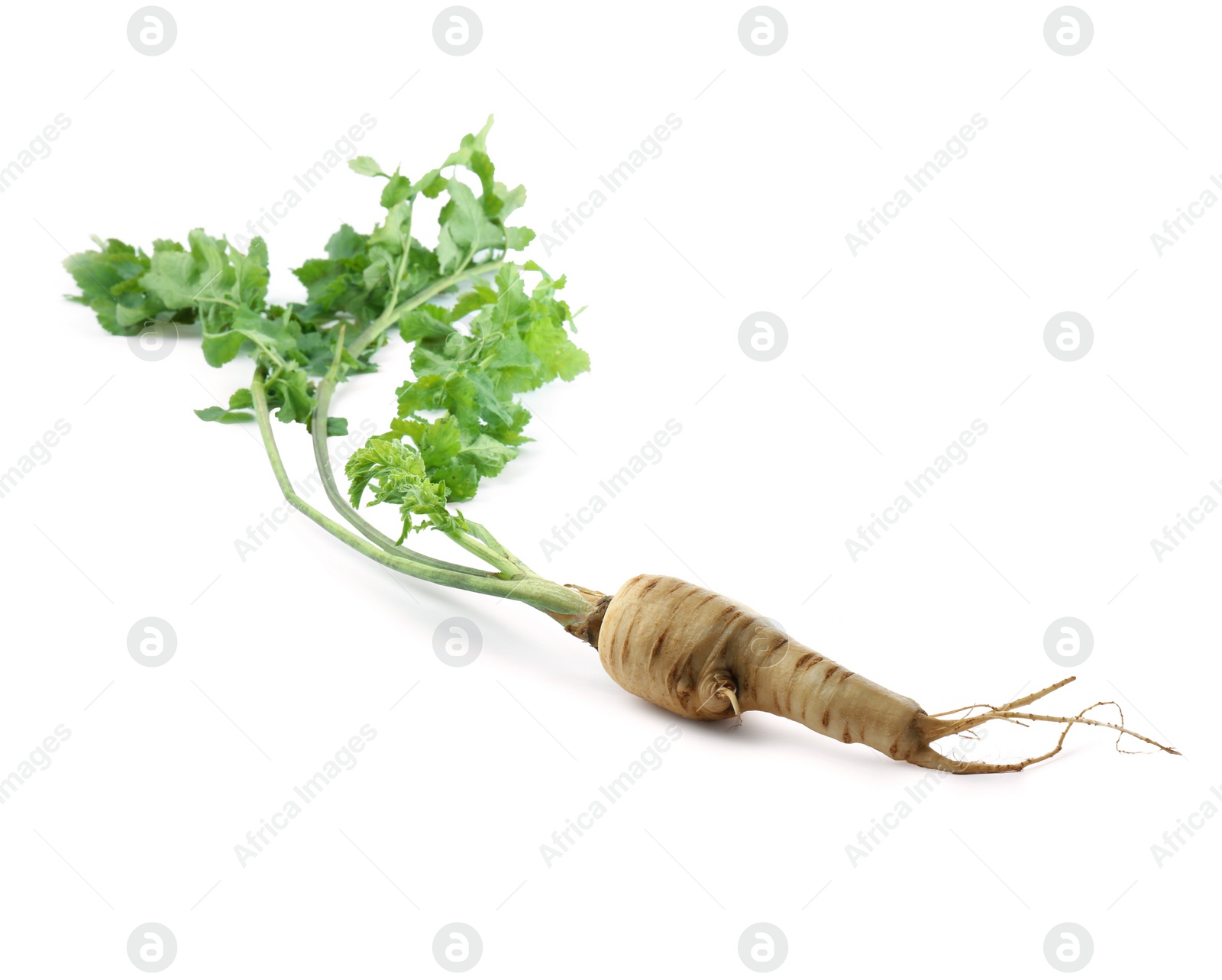 Photo of Tasty fresh ripe parsnip isolated on white