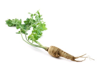 Photo of Tasty fresh ripe parsnip isolated on white