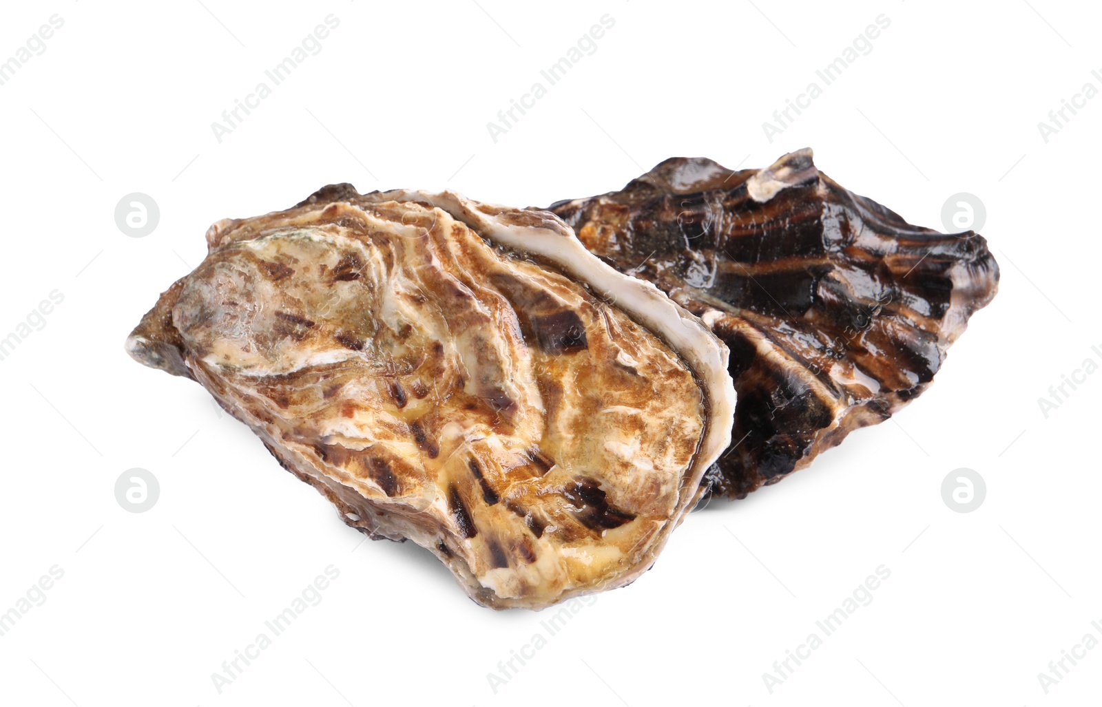 Photo of Fresh raw closed oysters on white background