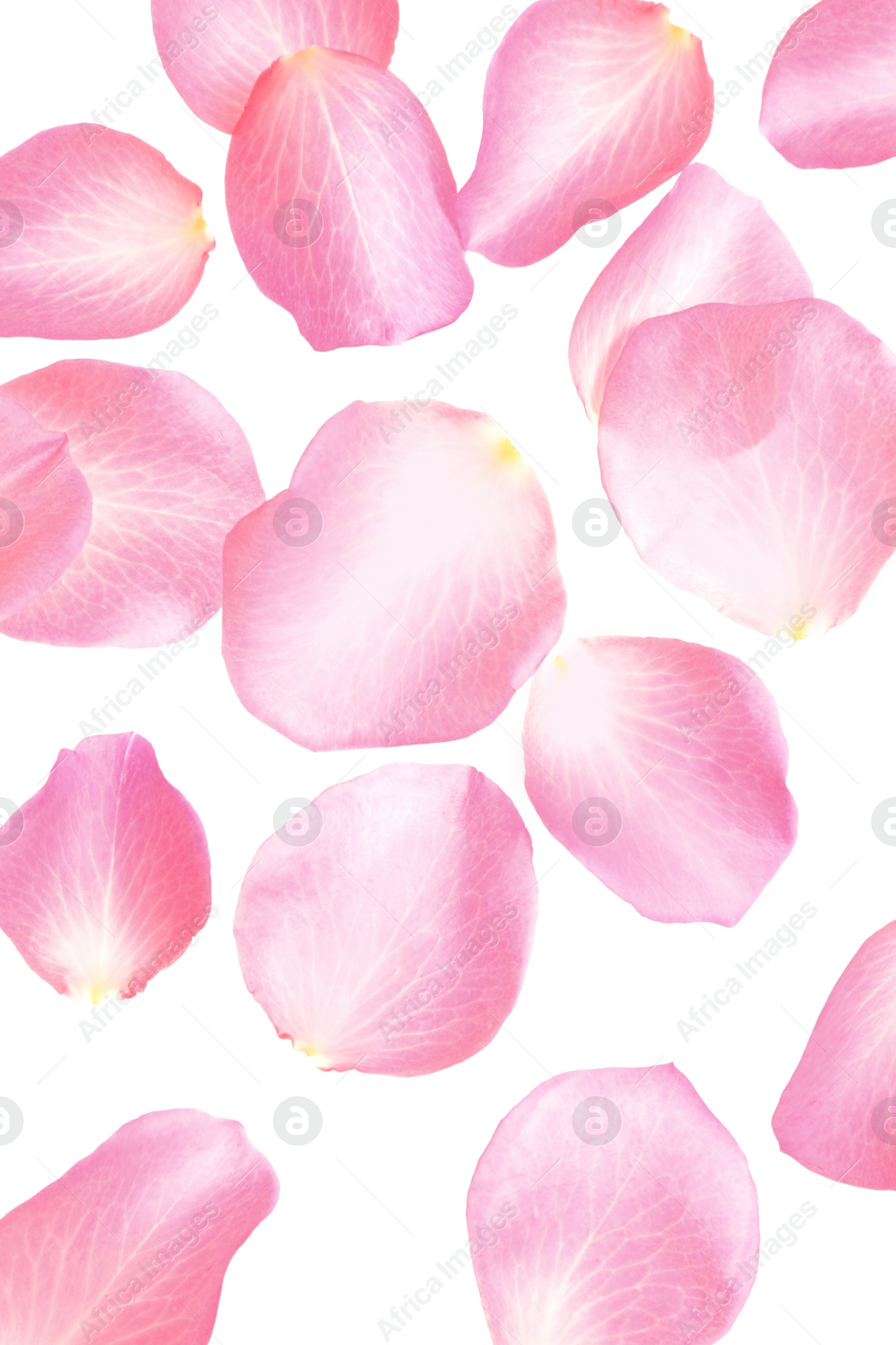 Photo of Fresh pink rose petals on white background, top view