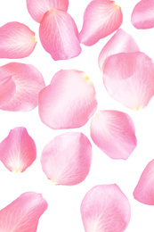 Photo of Fresh pink rose petals on white background, top view