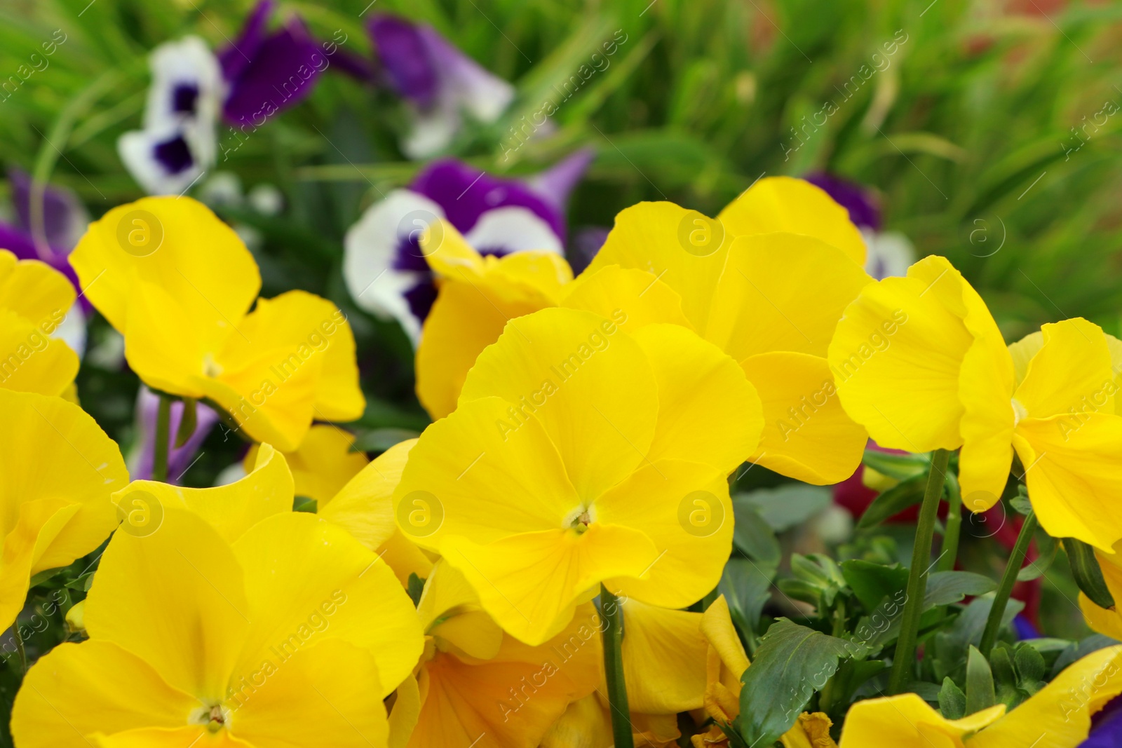 Photo of Beautiful yellow pansies growing in garden, closeup