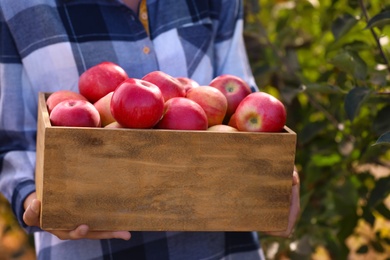 Photo of Young woman holding wooden crate with ripe apples outdoors, closeup