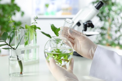 Lab assistant holding flask with leaves on blurred background, closeup. Plant chemistry