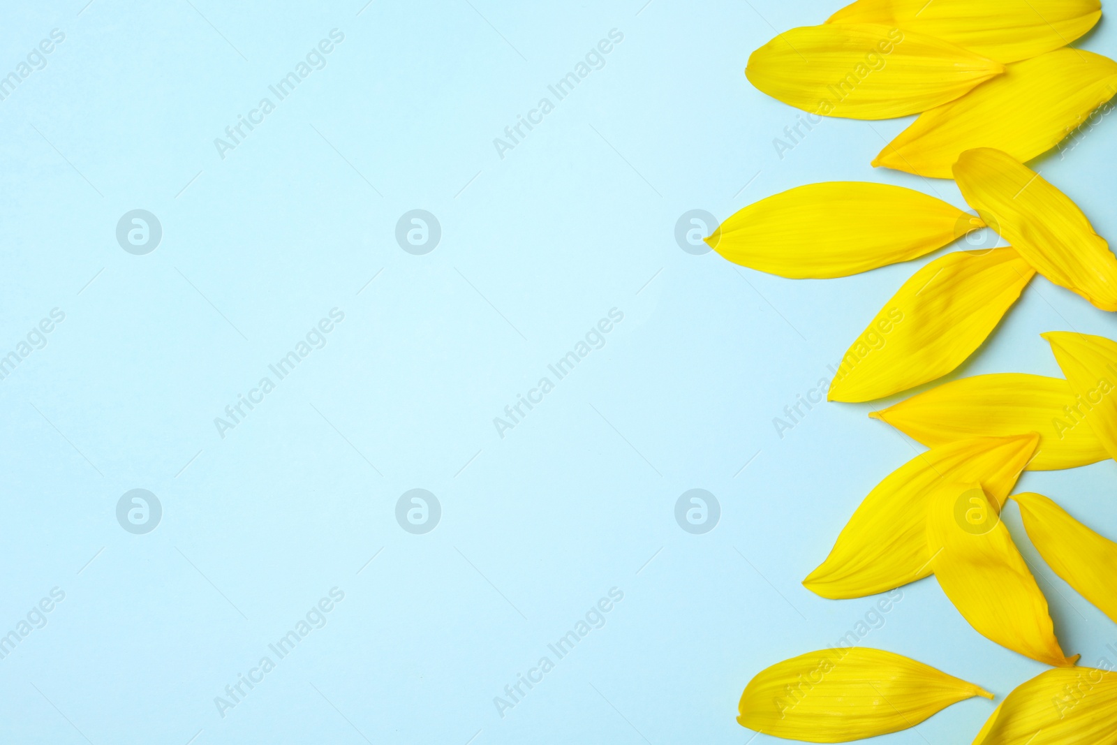 Photo of Fresh yellow sunflower petals on light blue background, flat lay. Space for text