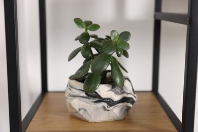 Photo of Potted jade plant on shelving unit near white wall