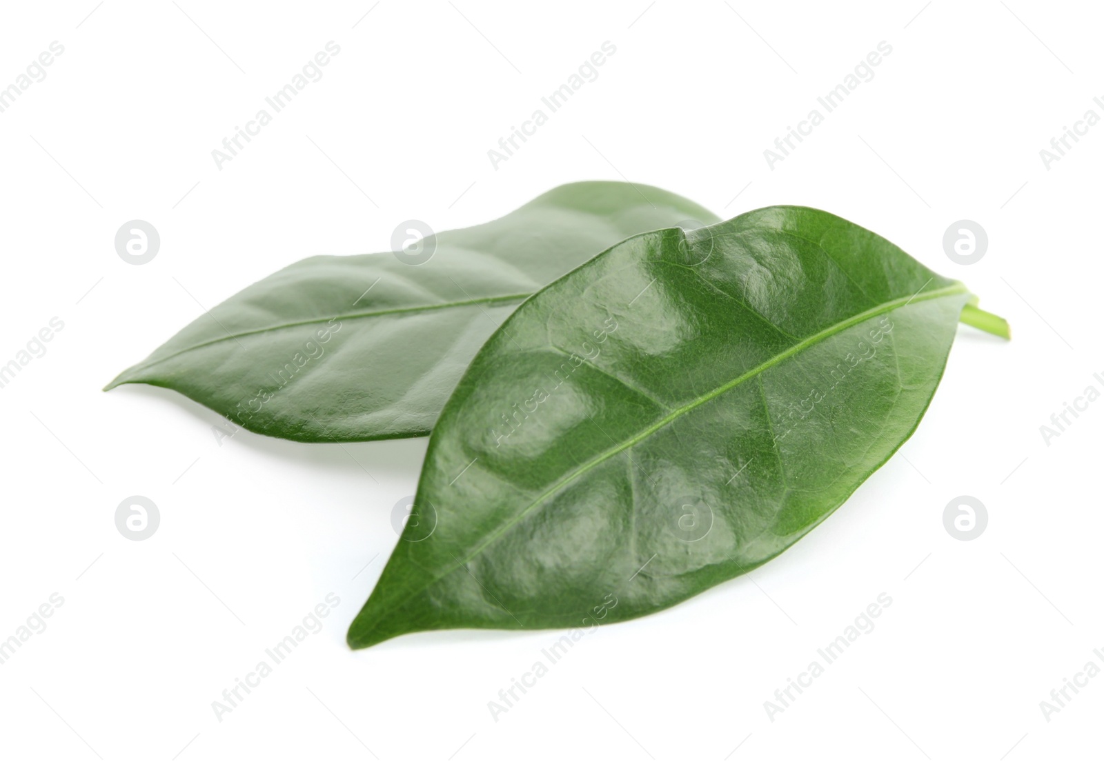 Photo of Leaves of coffee plant on white background