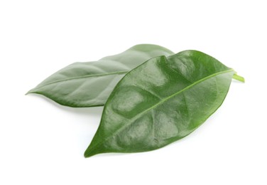 Photo of Leaves of coffee plant on white background