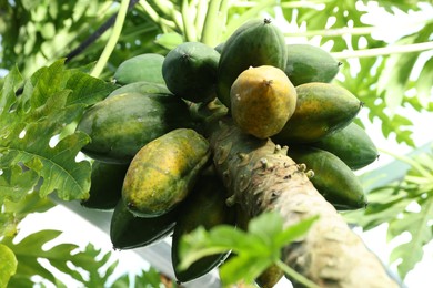 Photo of Unripe papaya fruits growing on tree outdoors, low angle view