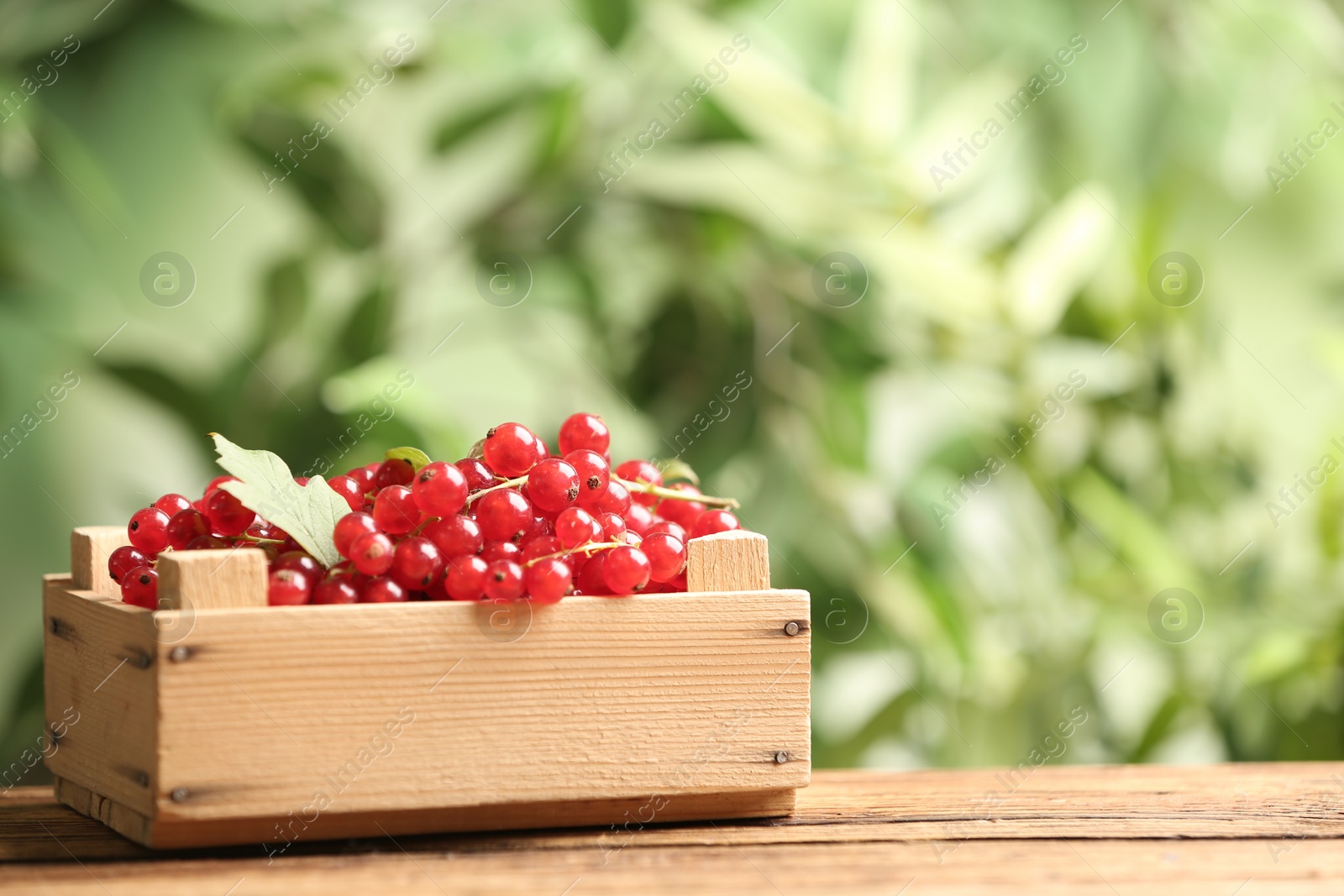 Photo of Ripe red currants in wooden crate on table against blurred background. Space for text