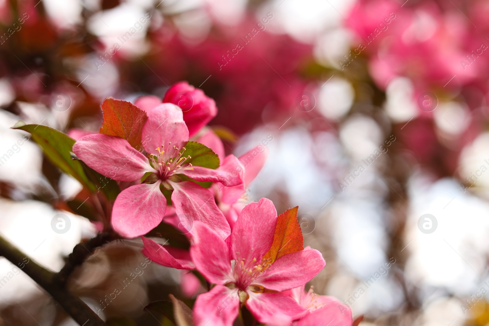 Photo of Closeup view of beautiful blossoming apple tree outdoors on spring day. Space for text