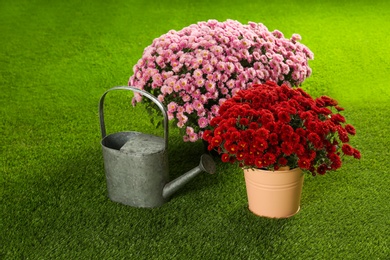 Photo of Beautiful chrysanthemum flowers with watering can on artificial lawn