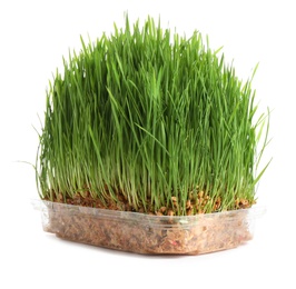 Photo of Fresh green wheat grass in container on white background