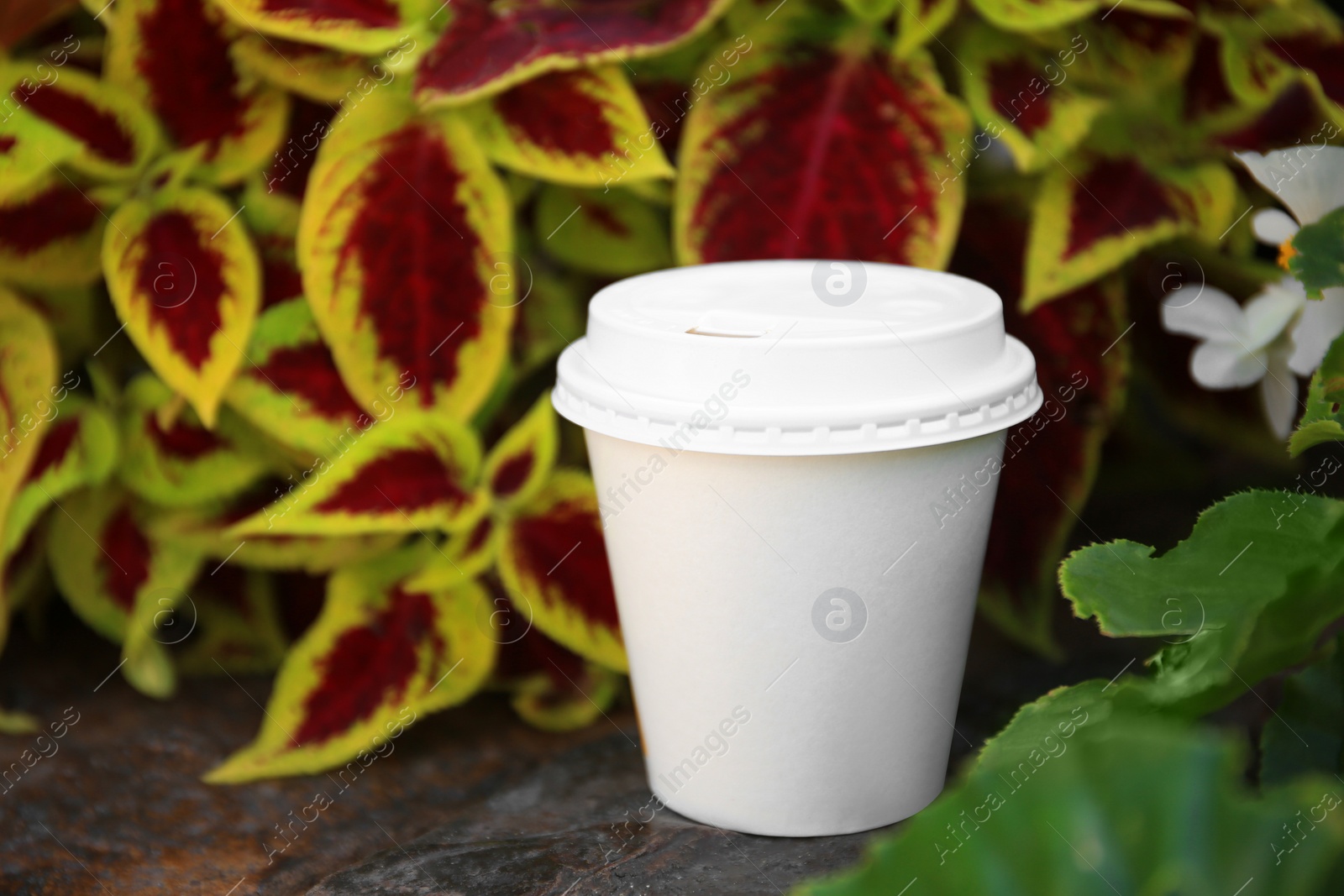 Photo of Cardboard cup with tasty coffee near beautiful plants outdoors, closeup