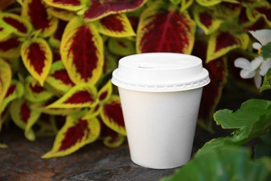 Cardboard cup with tasty coffee near beautiful plants outdoors, closeup