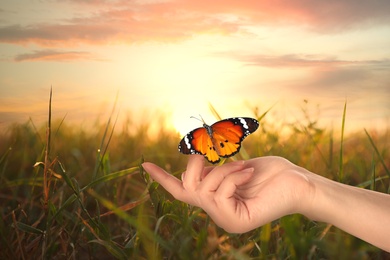 Woman with beautiful plain tiger butterfly in field at sunset, closeup