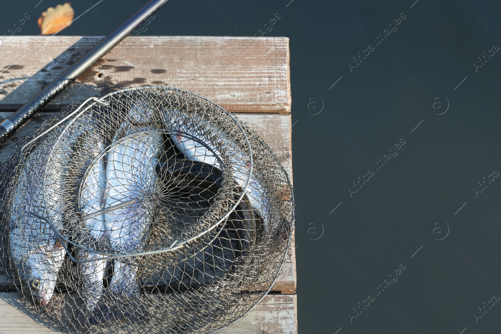 Photo of Fishing rod and fresh fish on wooden pier near pond. Space for text