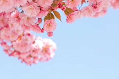 Beautiful blossoming sakura tree against blue sky, closeup. Space for text