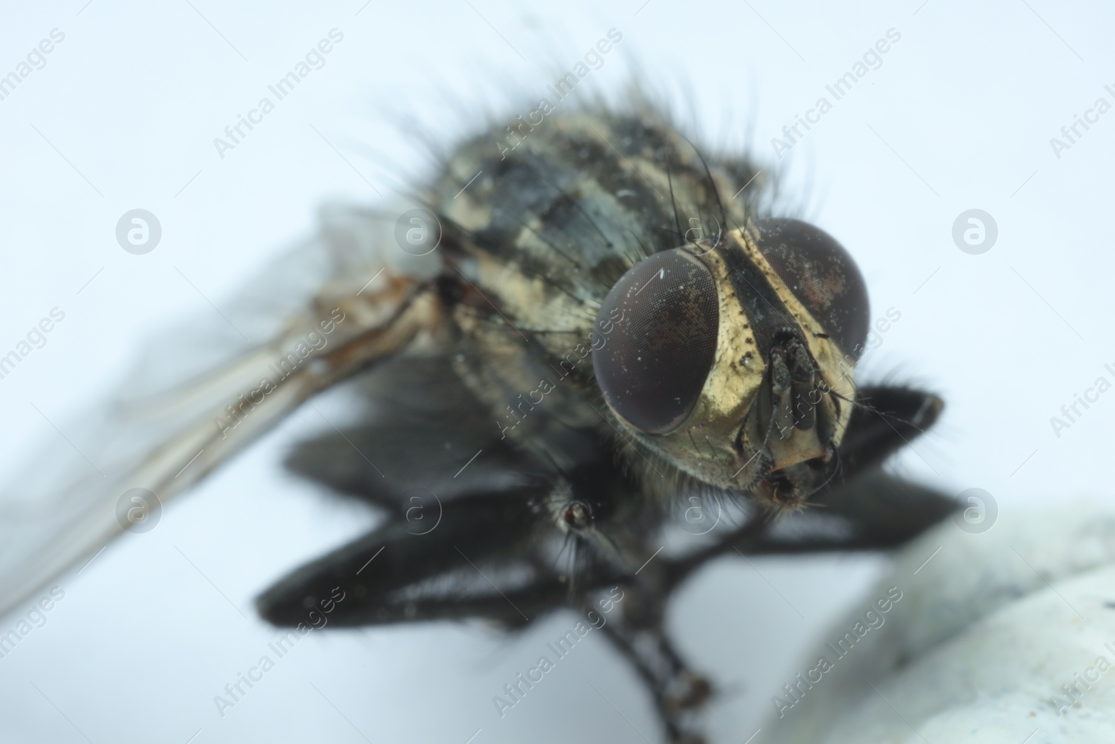 Photo of One black housefly on white background, macro view