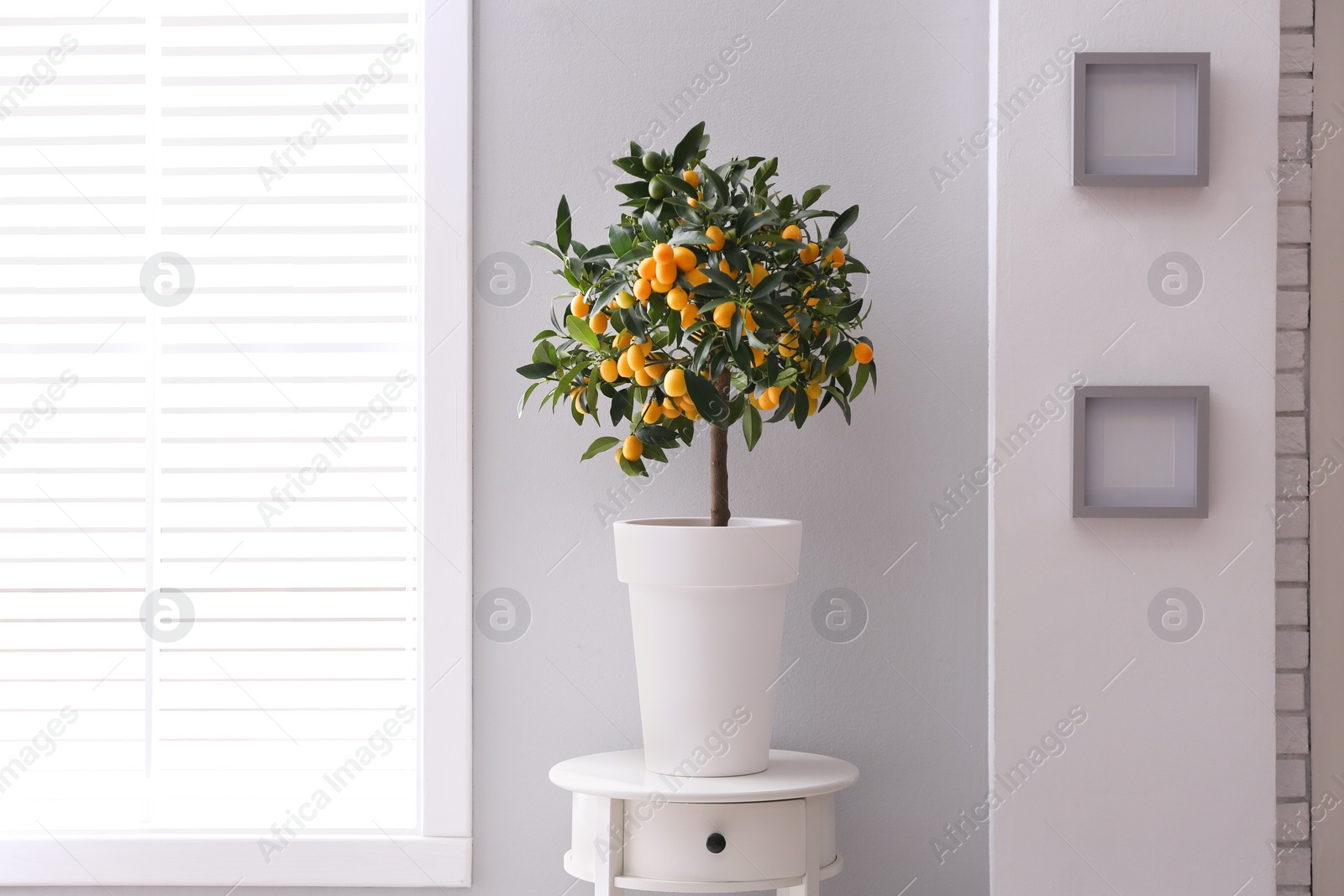 Photo of Potted kumquat tree near window indoors. Interior design
